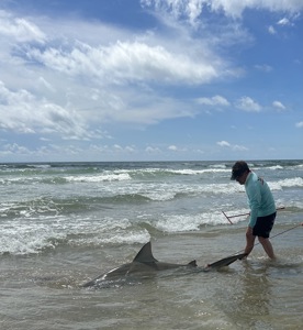 Angler: Allen T Crane | Catch date: 2024-05-13 | State: Texas | Species: Bull Shark | Length: 84.00 in