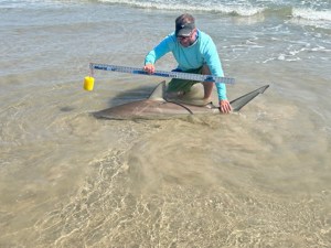 Angler: Allen T Crane | Catch date: 2024-03-11 | State: Texas | Species: Blacktip Shark | Length: 62.00 in