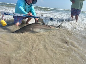 Angler: Allen T Crane | Catch date: 2024-03-11 | State: Texas | Species: Blacktip Shark | Length: 68.00 in