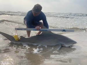 Angler: Allen T Crane | Catch date: 2024-03-11 | State: Texas | Species: Bull Shark | Length: 69.00 in