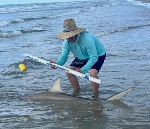 Angler: Allen T Crane | Catch date: 2024-03-11 | State: Texas | Species: Blacktip Shark | Length: 65.00 in