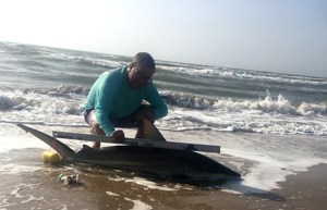 Angler: Allen T Crane | Catch date: 2022-03-11 | State: Texas | Species: Blacktip Shark | Length: 70.00 in