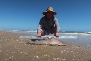 Angler: Allen T Crane | Catch date: 2022-03-11 | State: Texas | Species: Sandbar Shark | Length: 39.00 in