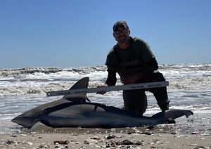 Angler: Walt - Just Bitten | Catch date: 2023-03-04 | State: Texas | Species: Sandbar Shark | Length: 82.00 in