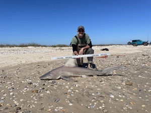 Angler: Walt - Just Bitten | Catch date: 2023-03-04 | State: Texas | Species: Sandbar Shark | Length: 68.50 in