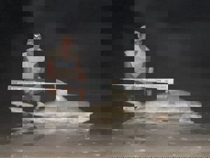 Angler: Walt - Just Bitten | Catch date: 2023-06-15 | State: Texas | Species: Bull Shark | Length: 72.00 in