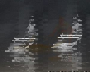 Angler: Walt - Just Bitten | Catch date: 2023-06-15 | State: Texas | Species: Blacktip Shark | Length: 65.50 in